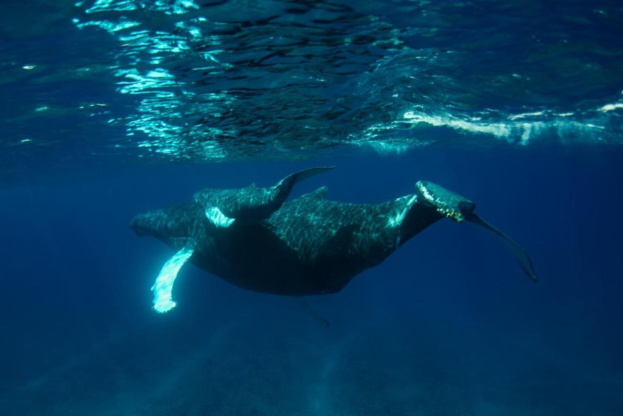 Ambergris Cay Private Island All Inclusive - Pls Island Hopper Flight Included Big Ambergris Cay Εξωτερικό φωτογραφία