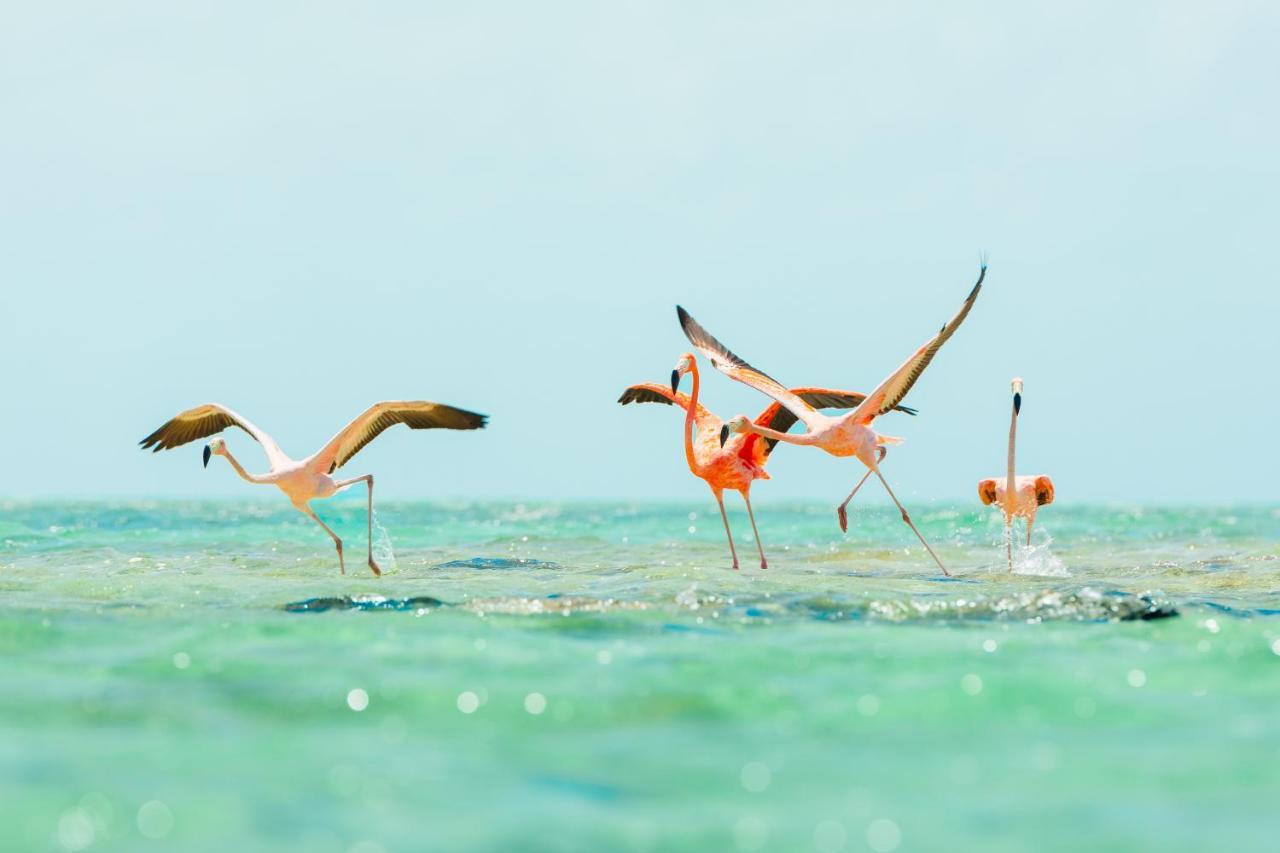 Ambergris Cay Private Island All Inclusive - Pls Island Hopper Flight Included Big Ambergris Cay Εξωτερικό φωτογραφία